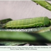 coenonympha symphyta georgia larva3